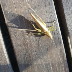 Austrosalomona falcata (Katydid) at Mollymook Beach, NSW - 1 May 2021 by LD12