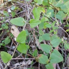 Scutellaria humilis (Dwarf Skullcap) at Conder, ACT - 16 Aug 2021 by VeraKurz