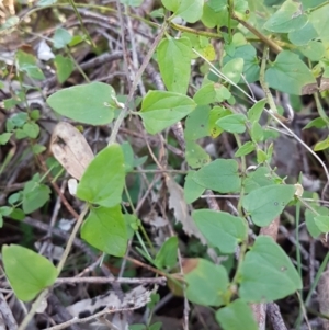 Scutellaria humilis at Conder, ACT - 16 Aug 2021 10:47 AM