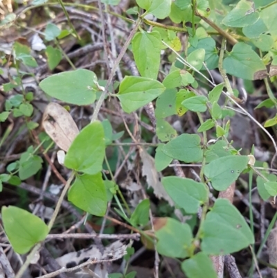 Scutellaria humilis (Dwarf Skullcap) at Conder, ACT - 16 Aug 2021 by VeraKurz