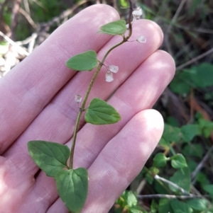 Scutellaria humilis at Conder, ACT - 16 Aug 2021 10:47 AM