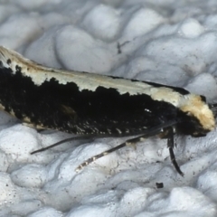 Monopis crocicapitella at Ainslie, ACT - 22 Aug 2021