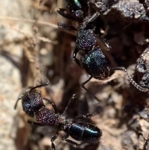 Rhytidoponera metallica at Murrumbateman, NSW - 22 Aug 2021