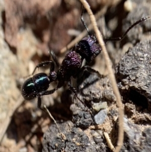 Rhytidoponera metallica at Murrumbateman, NSW - 22 Aug 2021 12:44 PM