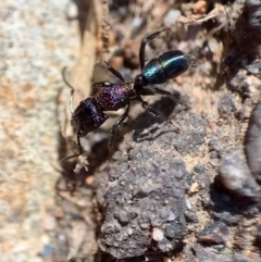 Rhytidoponera metallica at Murrumbateman, NSW - 22 Aug 2021