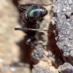 Rhytidoponera metallica at Murrumbateman, NSW - 22 Aug 2021 12:44 PM