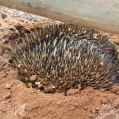 Tachyglossus aculeatus (Short-beaked Echidna) at Turvey Park, NSW - 19 Aug 2012 by Darcy