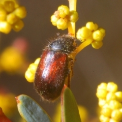 Heteronyx dimidiatus (Dimidiatus scarab beetle) at Black Mountain - 22 Aug 2021 by Harrisi