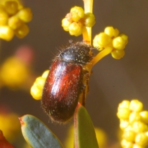 Heteronyx dimidiatus at Downer, ACT - 22 Aug 2021