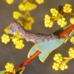 Lasiocampidae (family) immature (Lappet & Snout Moths) at Black Mountain - 22 Aug 2021 by Harrisi