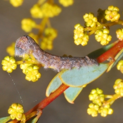 Lasiocampidae (family) IMMATURE (ALappet or Snout Moth (Lasiocampidae) at Downer, ACT - 22 Aug 2021 by Harrisi