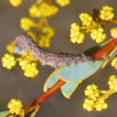 Lasiocampidae (family) immature (Lappet & Snout Moths) at Black Mountain - 22 Aug 2021 by Harrisi