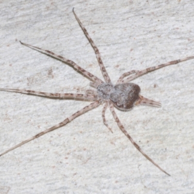 Tamopsis sp. (genus) (Two-tailed spider) at Black Mountain - 17 Aug 2021 by Harrisi