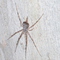 Tamopsis sp. (genus) at Downer, ACT - 17 Aug 2021 04:51 PM