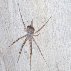 Tamopsis sp. (genus) at Downer, ACT - 17 Aug 2021