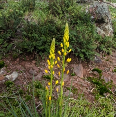 Bulbine glauca (Rock Lily) at Table Top, NSW - 27 Jul 2019 by Darcy