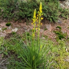 Bulbine glauca at Table Top, NSW - 27 Jul 2019