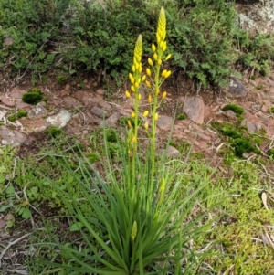 Bulbine glauca at Table Top, NSW - 27 Jul 2019