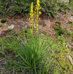 Bulbine glauca at Table Top, NSW - 27 Jul 2019