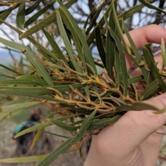 Acacia doratoxylon (Currawang) at Table Top, NSW - 27 Jul 2019 by Darcy