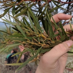 Acacia doratoxylon at Table Top, NSW - 27 Jul 2019