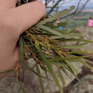 Acacia doratoxylon at Table Top, NSW - 27 Jul 2019