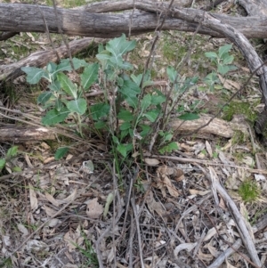 Senecio garlandii at Gerogery, NSW - 27 Jul 2019 03:35 PM