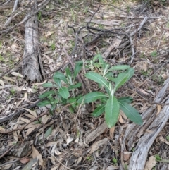 Senecio garlandii at Gerogery, NSW - 27 Jul 2019 03:35 PM