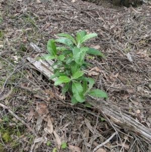 Senecio garlandii at Gerogery, NSW - 27 Jul 2019 03:41 PM