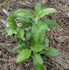 Senecio garlandii at Gerogery, NSW - 27 Jul 2019 03:41 PM