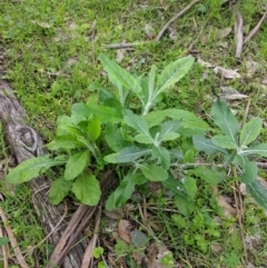 Senecio garlandii (Woolly Ragwort) at Gerogery, NSW - 27 Jul 2019 by Darcy