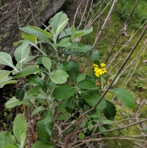 Senecio garlandii at Gerogery, NSW - 27 Jul 2019 03:45 PM