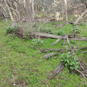 Senecio garlandii at Gerogery, NSW - 27 Jul 2019