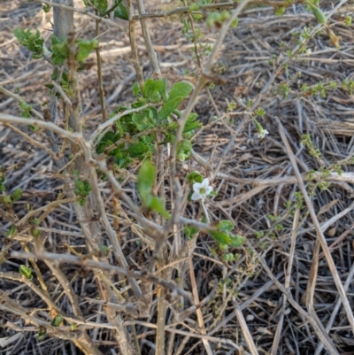 Lycium ferocissimum (African Boxthorn) at Leeton, NSW - 15 Apr 2019 by Darcy