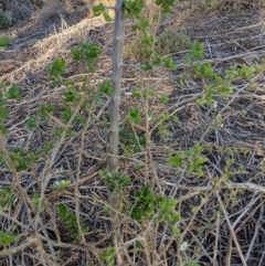 Lycium ferocissimum at Leeton, NSW - 15 Apr 2019