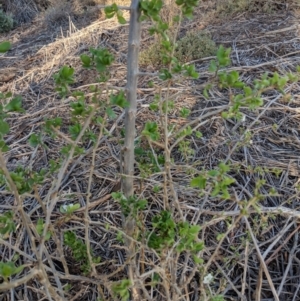 Lycium ferocissimum at Leeton, NSW - 15 Apr 2019 04:40 PM