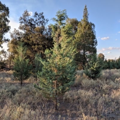 Callitris glaucophylla (White Cypress Pine) at Leeton, NSW - 15 Apr 2019 by Darcy