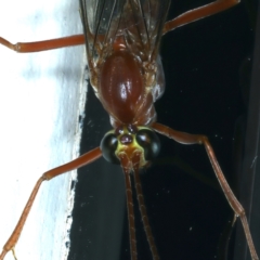 Netelia sp. (genus) (An Ichneumon wasp) at Ainslie, ACT - 20 Aug 2021 by jbromilow50
