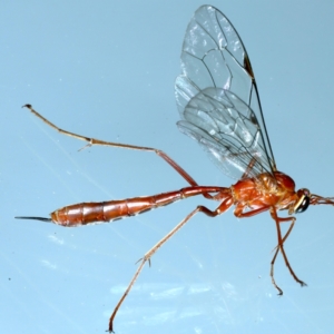 Netelia sp. (genus) at Ainslie, ACT - 20 Aug 2021 11:34 PM