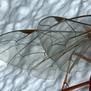 Netelia sp. (genus) at Ainslie, ACT - 20 Aug 2021