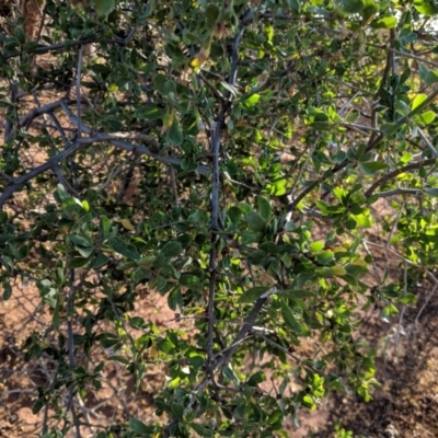 Lycium ferocissimum (African Boxthorn) at Leeton, NSW - 17 Apr 2019 by Darcy