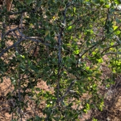 Lycium ferocissimum (African Boxthorn) at Leeton, NSW - 16 Apr 2019 by Darcy