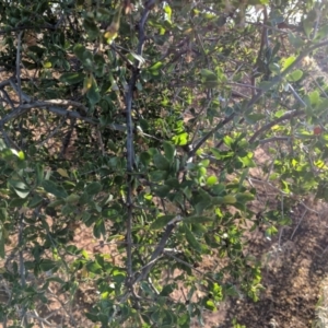 Lycium ferocissimum at Leeton, NSW - 17 Apr 2019