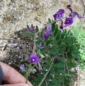 Swainsona lessertiifolia at Ballast Head, SA - 25 Oct 2020 12:18 PM