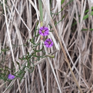 Thysanotus patersonii at Island Beach, SA - 25 Oct 2020