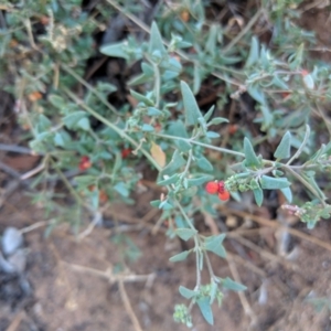 Atriplex semibaccata at Leeton, NSW - 17 Apr 2019 08:20 AM