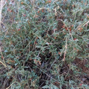 Atriplex semibaccata at Leeton, NSW - 17 Apr 2019 08:20 AM