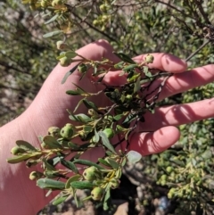 Beyeria viscosa (Pinkwood) at The Rock Nature Reserve - 4 Jul 2019 by Darcy