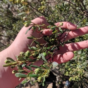 Beyeria viscosa at The Rock, NSW - 4 Jul 2019 12:52 PM