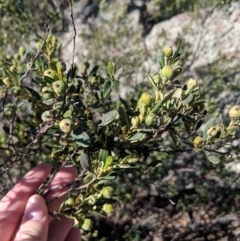 Beyeria viscosa at The Rock, NSW - 4 Jul 2019 12:52 PM